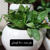 گل طبیعی|گل و گیاه طبیعی|شیراز, ترمینال باربری|دیوار