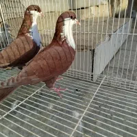 کفتر رنگه|پرنده|درمیان, |دیوار