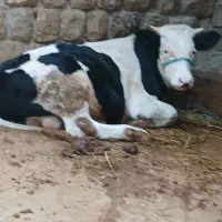 گوساله سیمینتال نر ۱۴ ماهه