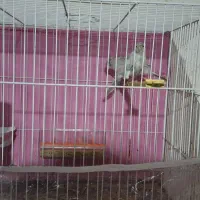 جفت قناری نقره ای