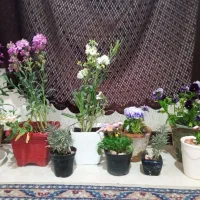 گل‌های طبیعی بهاری