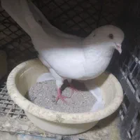 ماده عتیقه