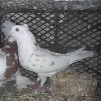 کفتر کبوتر|پرنده|نسیم‌شهر, |دیوار