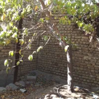 نهال شلیل انجیری