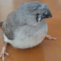 جوجه فنچ زبرا کاکلی و معمولی و کینگ