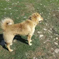 سگه گله ایی ۲ ساله از هر لحاظ 20