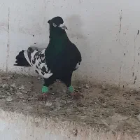 کبوتر سینه سیاه نر چش وچنگ سفید