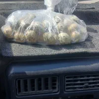 تخم بلدرچین تازه تازه