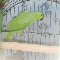 طوطی ملنگو نر|پرنده|شیراز, کوشک میدان|دیوار