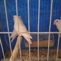 طوطی کوتوله برزیلی.نژاد آلبینو و اوپال کله نارنجی|پرنده|اصفهان, آبشار|دیوار