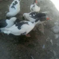 سلام غاز عزیز ونازار فروش
