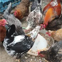 مرغ محلی تخمگذار