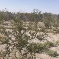 خانه باغ فروشی|فروش خانه و ویلا|زید آباد, |دیوار