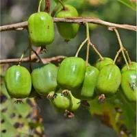نهال کیوی بری (مینی کیوی)