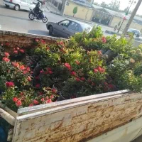 خدمات باغبانی سیار گل کاری سم پاشی تعویض خاک گلدان|خدمات باغبانی و درختکاری|تهران, شهرک غرب|دیوار