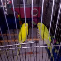 مرغ عشق نر و ماده