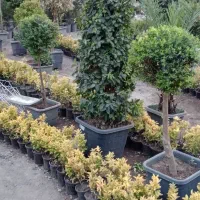 شمشاد طلایی ۱۹هزار|گل و گیاه طبیعی|ملارد, |دیوار