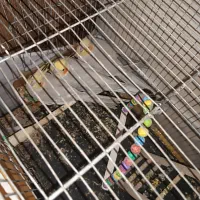 عروس هلندی|پرنده|بیرجند, |دیوار