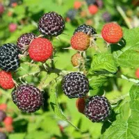 نمایندگی رویال نهال میاندواب در غرب استان اصفهان|گل و گیاه طبیعی|خوانسار, |دیوار