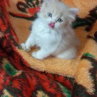 فروش گربه بریتیش لانگ هیر کالیکو