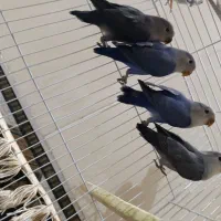 عروس هلندی و کوتوله