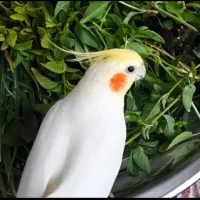 عروس هلندی نر و مرغ عشق رینبو نر