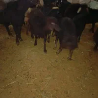 20عددبره قره قزل|حیوانات مزرعه|نظر کهریزی, |دیوار