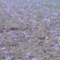 پیش فروش ۳ تن پیاز زعفران