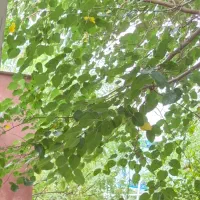 واحد ۷۳ متری