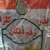 بذر کلزا رقم دلگان پلمپ شده