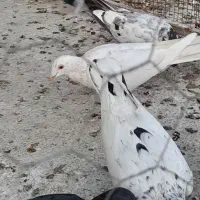 کفتر کبوتر گلی  وسرو|پرنده|برازجان, |دیوار