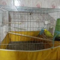 یه جفت مرغ عشق معاوضه با عروس هلندی|پرنده|تهران, خاک سفید|دیوار