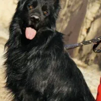 ژرمن شپرد بلک شولاین مو بلند نژاد اصل