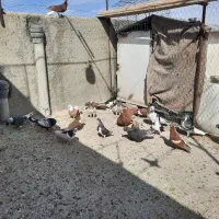 دسه کفتر رنگی