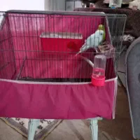 دوتا مرغ عشق نر و ماده دستی