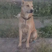 سگ گله ای