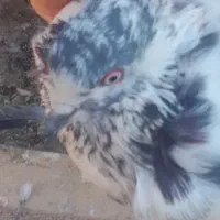 کفتر پرشی 200هزار|پرنده|ایرانشهر, |دیوار