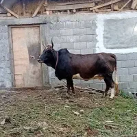 گاو محلی شکم دار|حیوانات مزرعه|رحیم‌آباد, |دیوار
