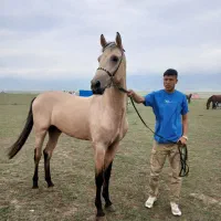 اسب ترکمن نریان|اسب و تجهیزات اسبسواری|آشخانه, |دیوار