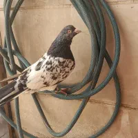 کبوتر و کفتر کله