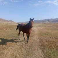 اسب|اسب و تجهیزات اسبسواری|هیر, |دیوار