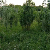 فروش باغ ب متراژ ۹من