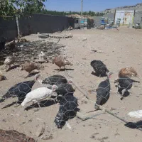 بوقلمون  ماده گوشتی|حیوانات مزرعه|شاهین دژ, |دیوار
