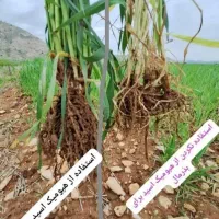 کود ارگانیک هیومیک سبوسیب بمب تناژ گندم