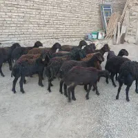 سلام۲۸ راس بره ماده قره قزل وقزل افشار