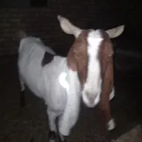 بز پاکستانی