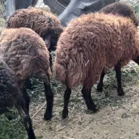 بره