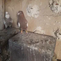 کفترطوق شازده نروماده بیضا|پرنده|زرقان, |دیوار