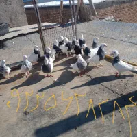 کفتر طوقی|پرنده|سقز, |دیوار