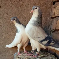 کبوتر ساده هفترنگ و ساده سبز|پرنده|مشهد, فتح المبین|دیوار